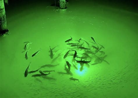 Why do Underwater Lights Attract Fish? - Loomis LED Underwater Lights