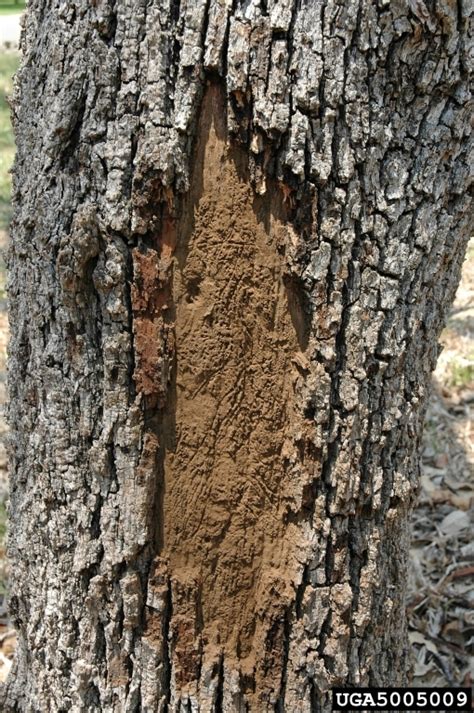 Hypoxylon canker of oak (Biscogniauxia atropunctata atropunctata)