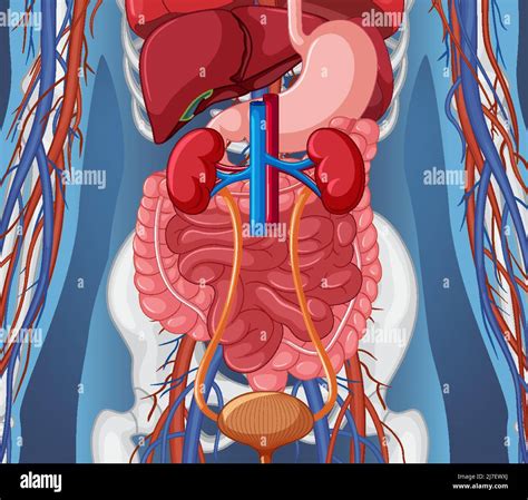 X-ray of human body with internal organs illustration Stock Vector ...