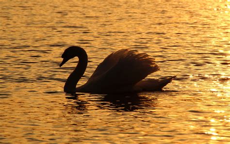 Swan Silhouette Sunset Free Stock Photo - Public Domain Pictures