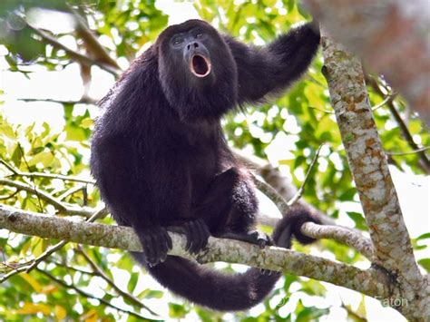 Nature in Focus: Howler Monkeys in Costa Rica | Coastal Realty ...