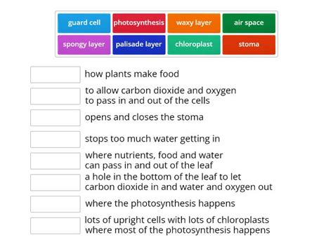 Structure of a leaf - Match up