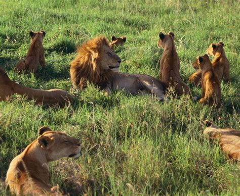 Lions – AbdoZoom – Animals