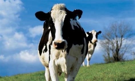 Healthy cow, healthy milk? Identifying traits that are mutually beneficial to the cow and the ...