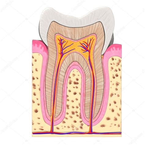 Teeth anatomy Stock Photo by ©3drenderings 10076244