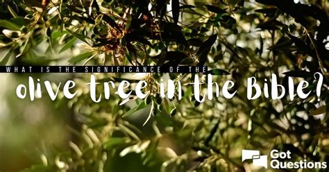 What is the significance of the olive tree in the Bible? | GotQuestions.org