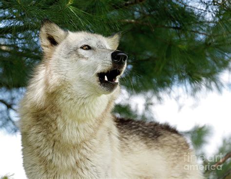 Gray Wolf Howl Photograph by Steve Gass - Pixels