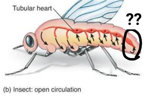 [SOLVED] Ostium: insects circulatory system ~ Biology ~ AnswerBun.com