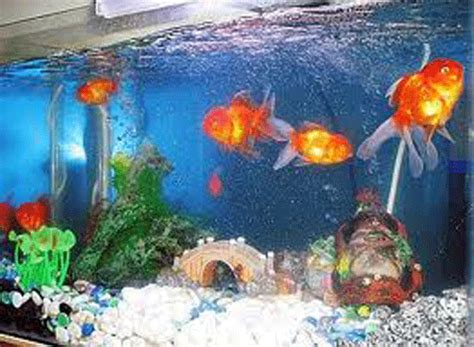 Goldfish-aquarium | How to take care of goldfish