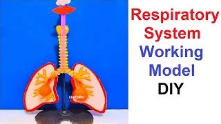 how to make respiratory system working model for school science exhibition projects - Science ...