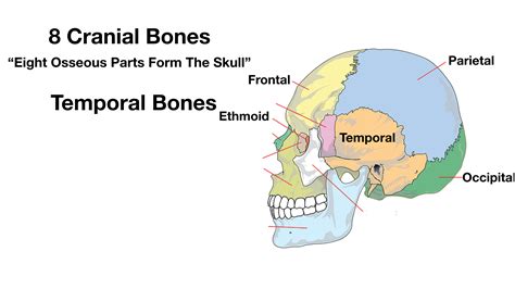 Floor Of The Cranial Labeled Diagram | Viewfloor.co