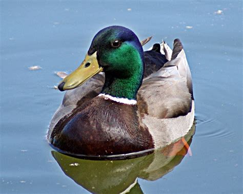 Mallard Duck (Anas platyrhynchos) | The Mallard or wild duck… | Flickr