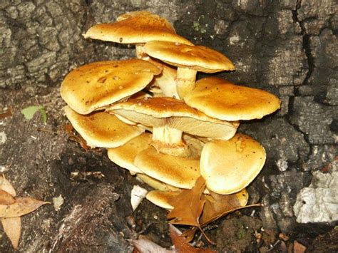 CalPhotos: Gymnopilus spectabilis; (shown with Quercus agrifolia )