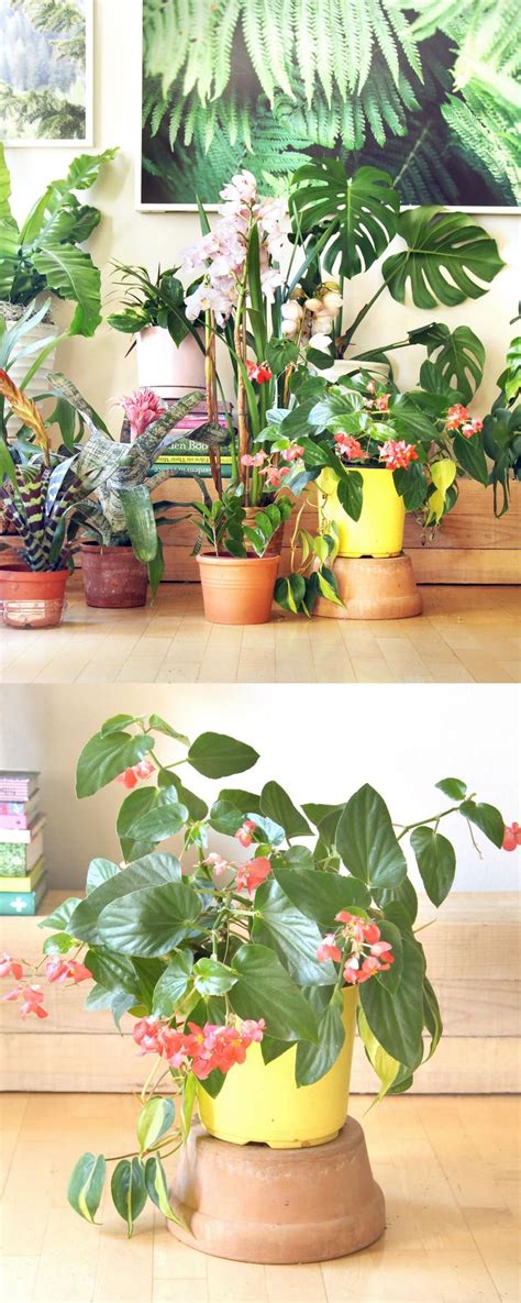 18 Most Beautiful Indoor Plants ( & 5 Easy Care Tips! ) | Indoor ...