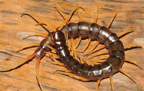 'Swimming' centipede discovered in Thailand | Inquirer Technology