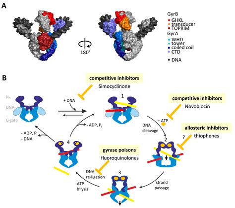 Molecules | Free Full-Text | Towards Conformation-Sensitive Inhibition ...