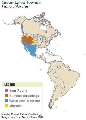 Green-tailed Towhee, Identification, All About Birds - Cornell Lab of Ornithology