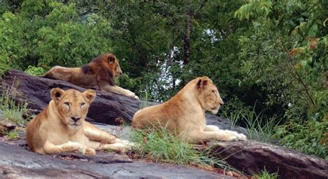 Bannerghatta National Park | Bannerghatta National Park Safari