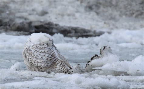 Extraordinary Camouflage: Hiding in Plain View - Leslie Abram Photography