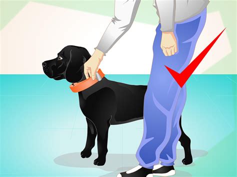 How to Use an Electronic Dog Training Collar: 10 Steps