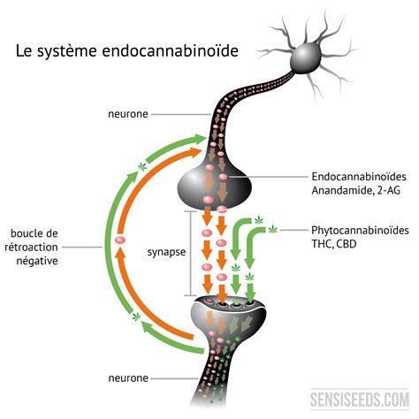 Le système endocannabinoïde et son fonctionnement - Sensi Seeds