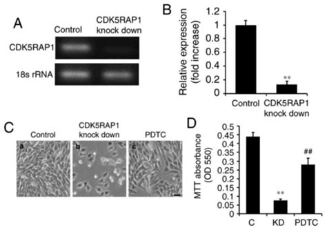 CDK5RAP1 targeting NF-κB signaling pathway in human malignant melanoma ...