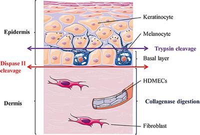 Frontiers | A Method for Isolating and Culturing Skin Cells: Application to Endothelial Cells ...