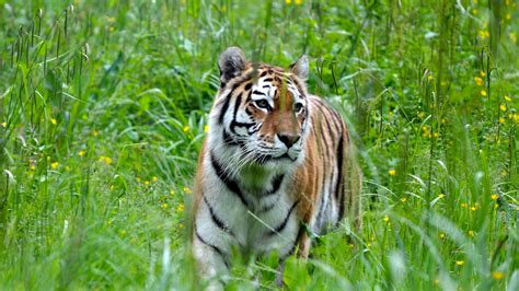 tiger, big cat, predator, grass, 4k HD Wallpaper