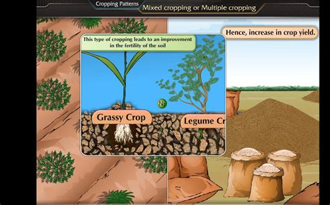 AGRICULTURE AND AGRICULTURAL INFORMATION: CROPPING SYSTEM