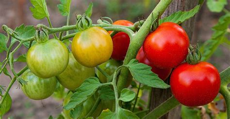 5 Tips to Max Out Your Summer Tomato Harvest