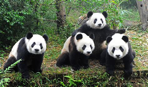 Meet Giant Pandas at the National Zoo - Washington Plaza