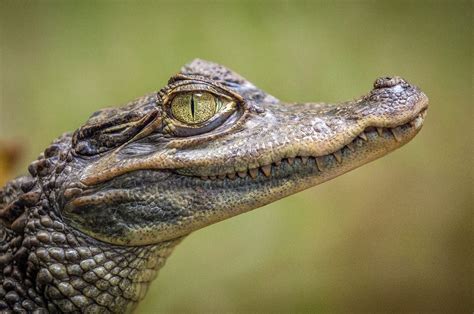 Alligator Free Stock Photo - Public Domain Pictures