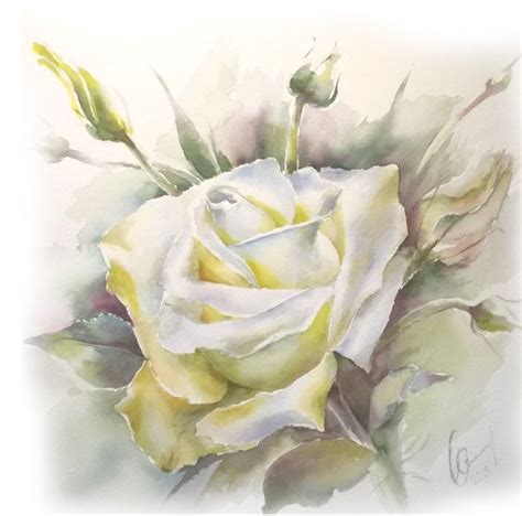 Watercolor illustration of a white rose | Акварель