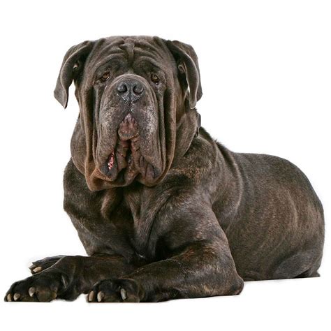 Neapolitan Mastiff Puppies Brown