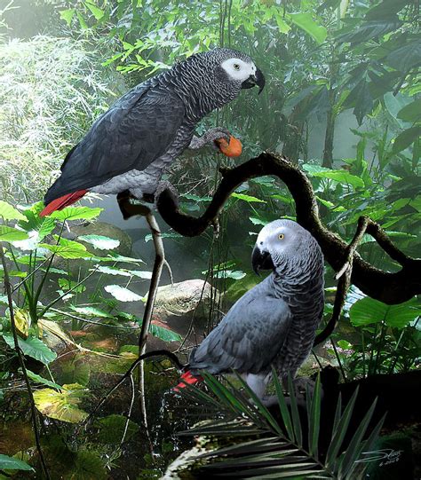 Congo African Grey Parrots Digital Art by IM Spadecaller