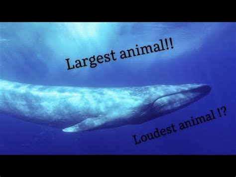 The Blue Whale Is The Loudest Animal