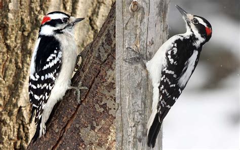 Hairy Woodpecker Vs Downy Woodpecker – Telegraph