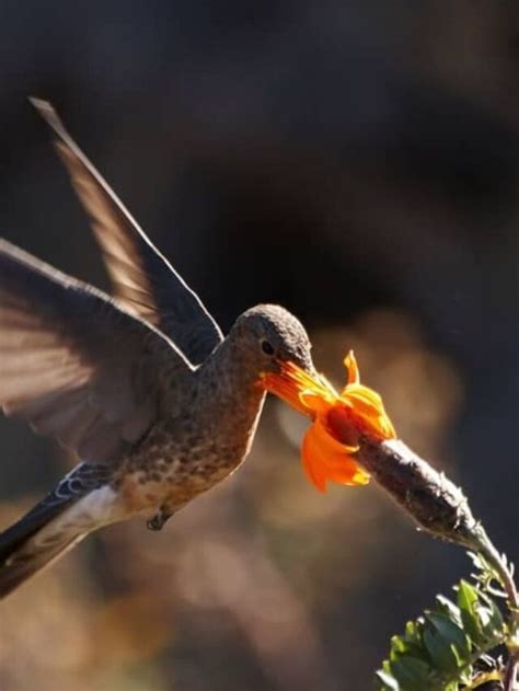 Expected Arrival Of Hummingbirds In South Carolina - Hummingbirds Info