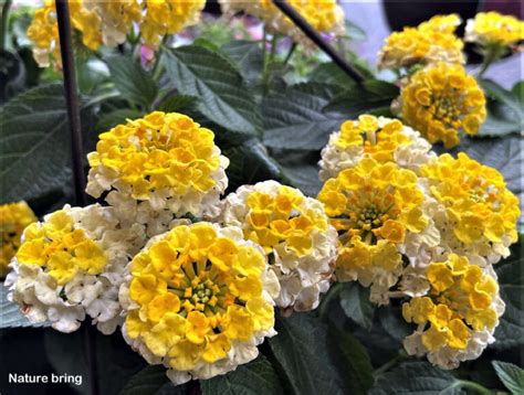 Lantana Plant | How to grow lantana | lantana camara care - Naturebring