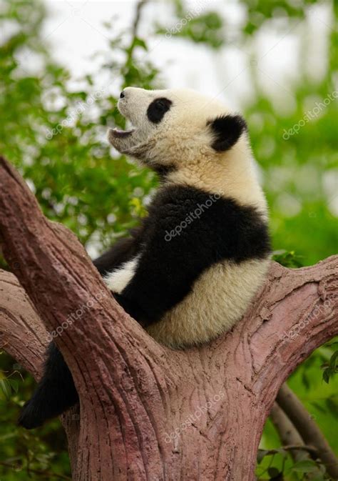 Giant panda baby on the tree — Stock Photo © silverjohn #16333107