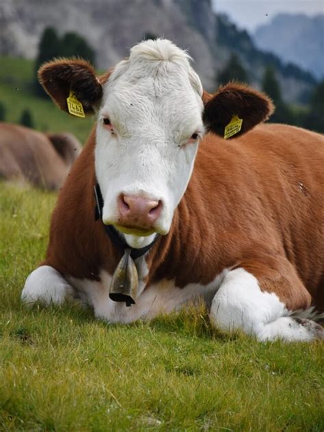 What Are The Benefits Of Cattle Farming - Agriculture Review