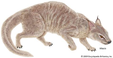 Miacis | extinct mammal genus | Britannica.com