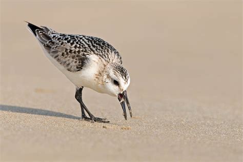 Shore Birds and stuff | WP3 Photography