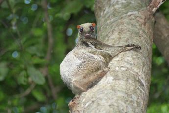 Sunda Flying Lemur | Features, Facts & Habitat | Study.com