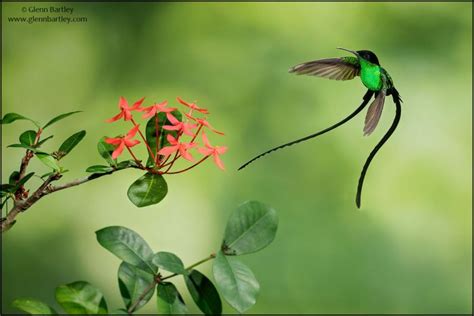 Black-billed Streamertail - BirdForum Opus | BirdForum