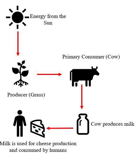 Draw a labelled 'energy chain diagram' to show how the energ | Quizlet