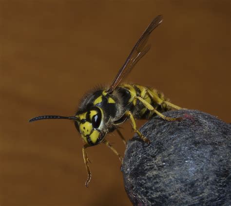 German wasps on a bender: Venomous insects drunk on fermented fruit invade UK summer barbecues