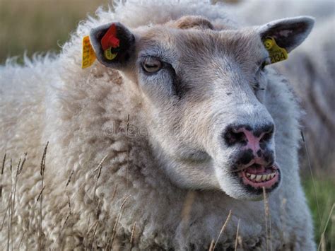 Chewing sheep stock photo. Image of eating, lamb, animal - 9093032