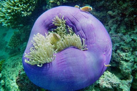 Coral Bleaching At Great Barrier Reef: 25 Startling Photos