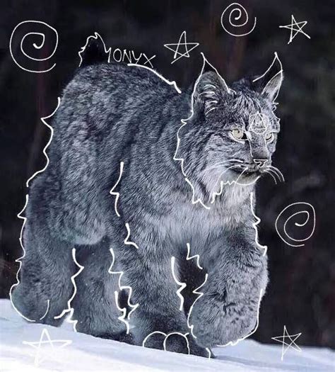 canadian lynx therian pfp | Милые котики, Любители кошек, Рисунки животных